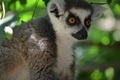 lemur