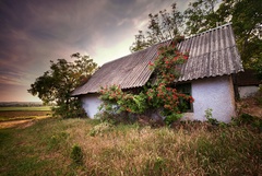 tu žila šípová ruženka II