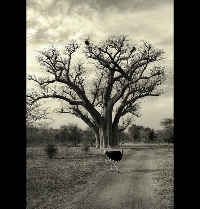 krajina baobabov III