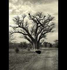krajina baobabov III