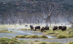 krajina suchých konárov
