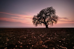 inštitucionalizovaný