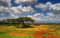 farebná zem africká