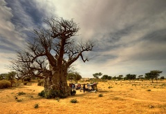 v tieni baobabov II.