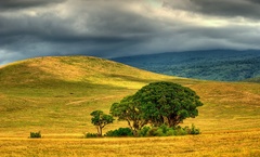 farby divočiny VIII.