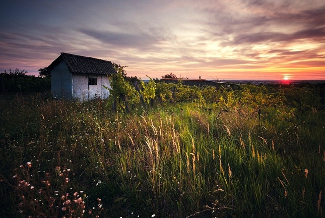 večery viničné