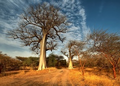 v tieni baobabov V.