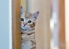 hlavne nenápadne...