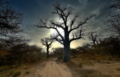 v tieni baobabov I.
