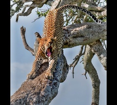 nemáte mooooj vankúúúš...