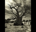 krajina baobabov II