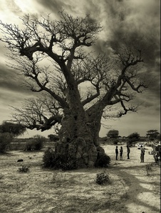 krajina baobabov II