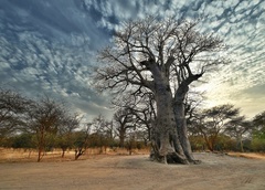 v tieni baobabov III.