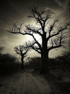 krajina baobabov IIII