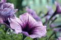 I like DOF