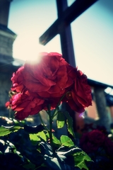 Holy rose