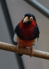 Angry Bird