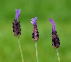 Trojica