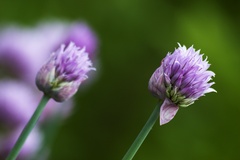 Allium schoenoprasum