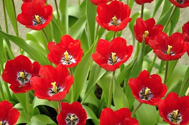 červené tulipany