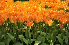tulipany