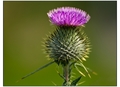A thistle