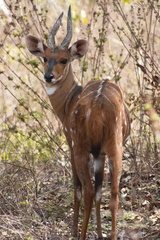 antilopa