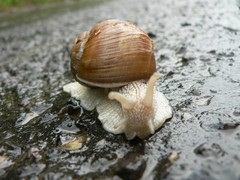 Slimak