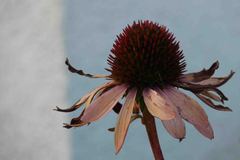 Echinacea