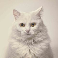 LILI