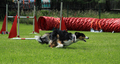 Agility