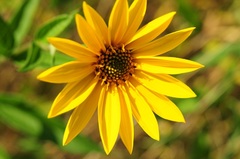 žltá kvetinka