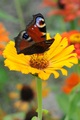 Motyl