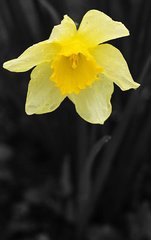 narcis