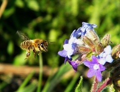 nálet na kvet