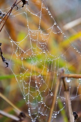 diamanty pani pavúkovej