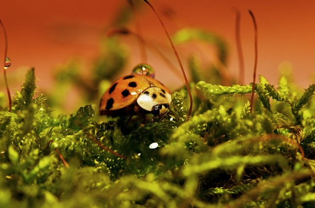 ladybird