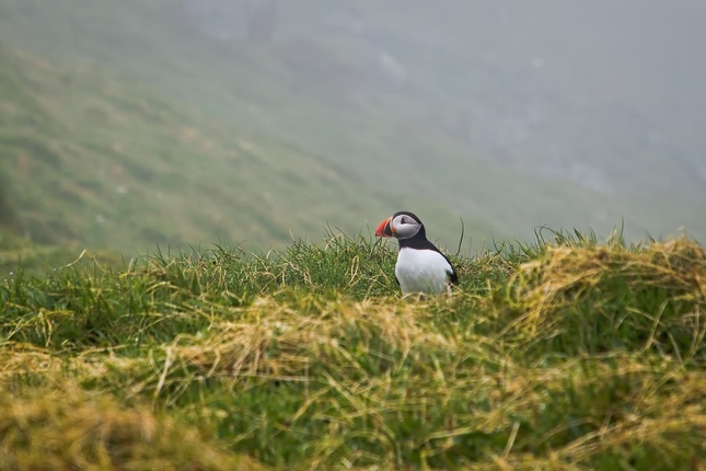 Puffin