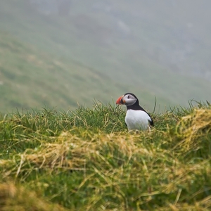 Puffin