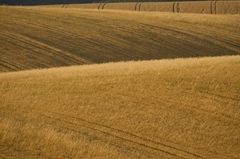 Fields of Gold