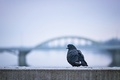 Sám holub v meste