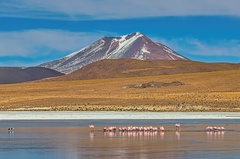 Chiguana