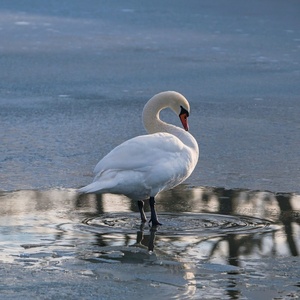 Ľadová kráľovná