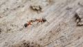 Príbeh mravca - stretnutie