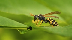 Vespula vulgaris