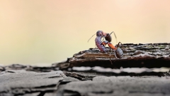 Príbeh mravca - zásoby