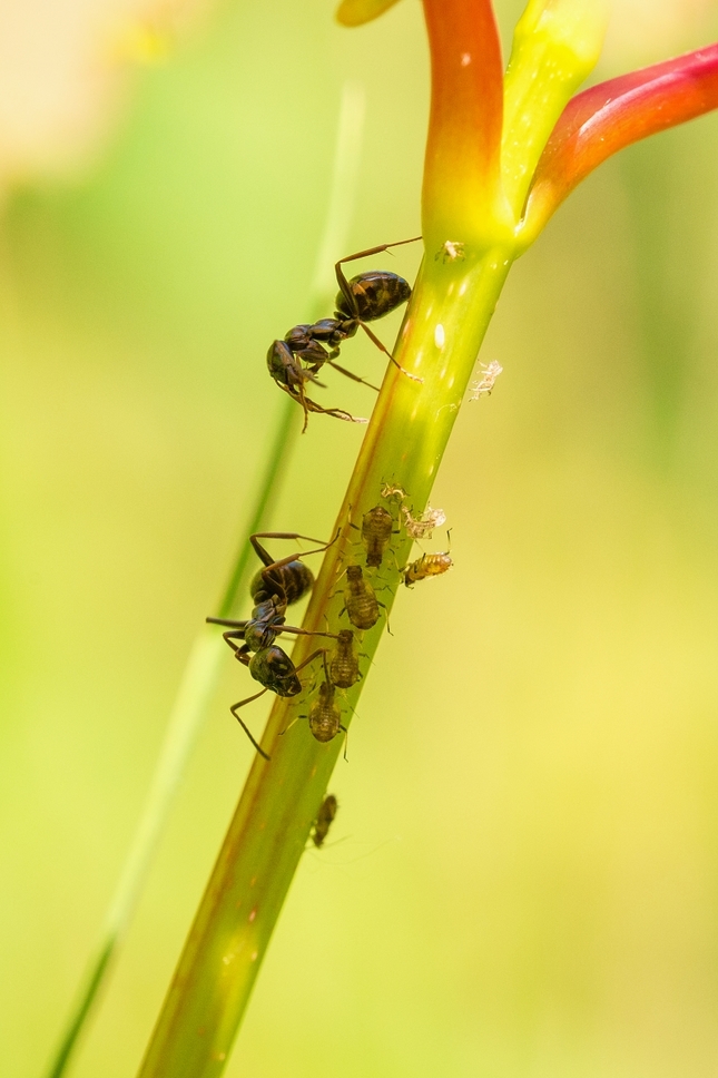 Život mravca ...