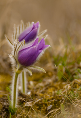 Poniklec veľkokvetý