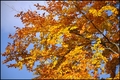 Strom v jesennom šate