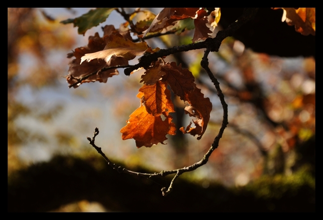 Úsmev jesenného stromu